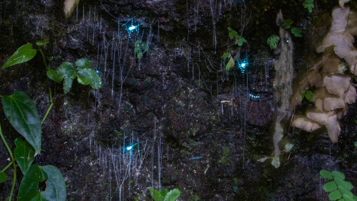 Guided Evening Rainforest Walk and Glow Worms Experience from Gold Coast