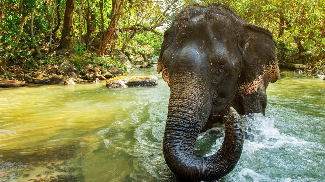 Elephant Jungle Sanctuary Chiang Mai