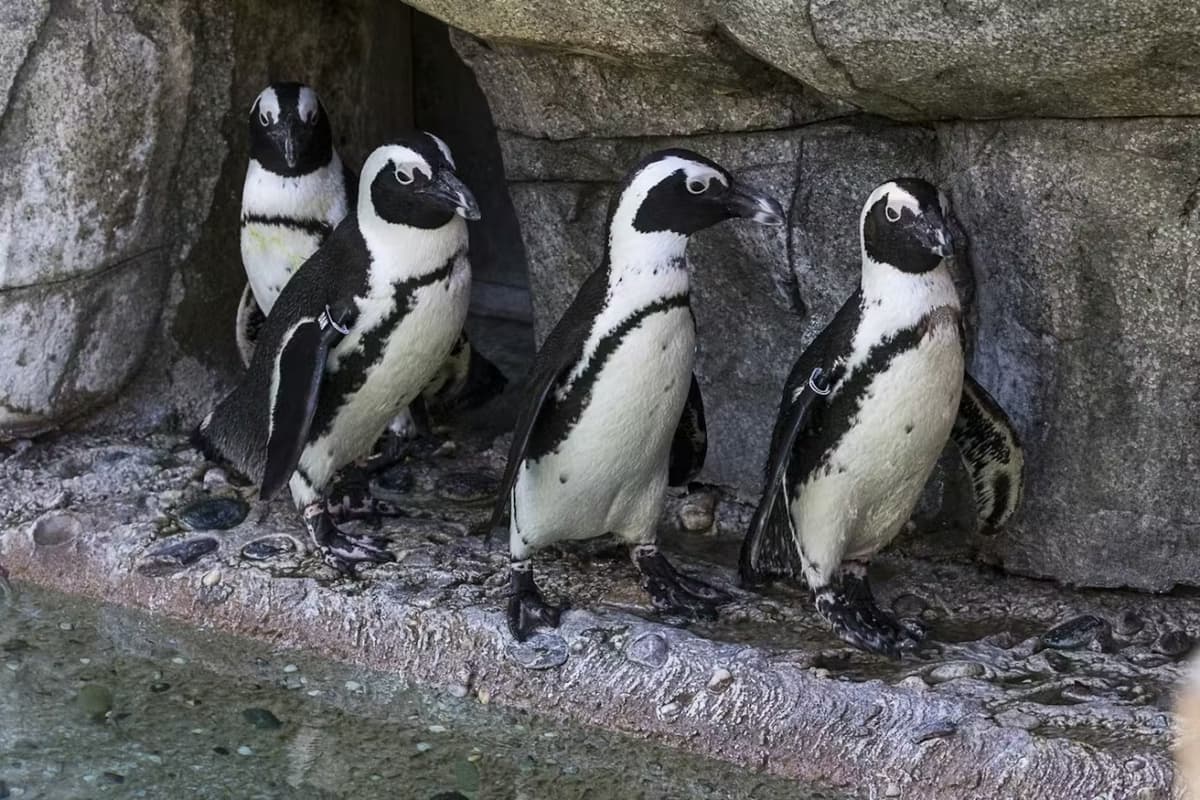 2-Visit Pass: San Diego Zoo + San Diego Zoo Safari Park Tickets