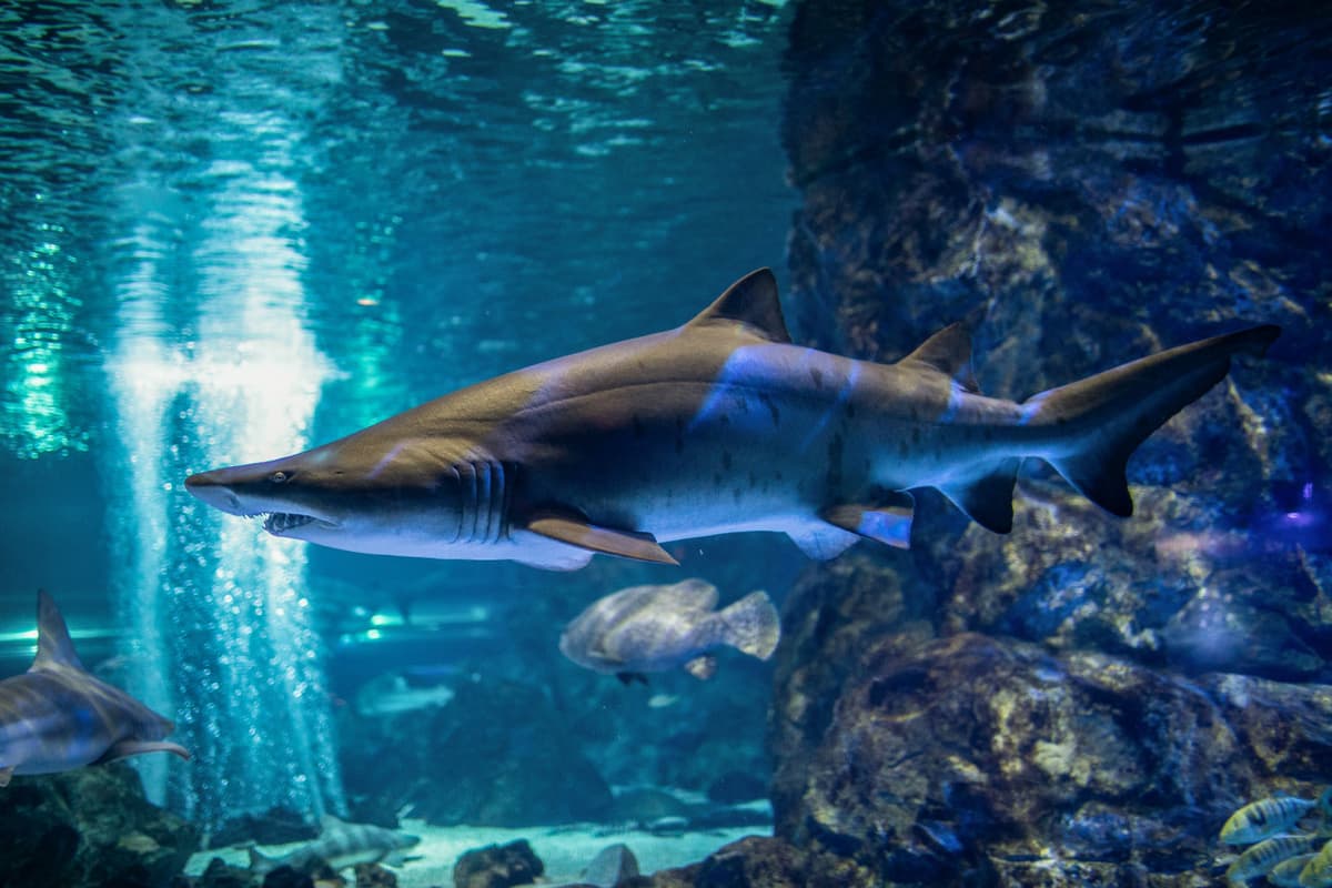 SEA LIFE COEX, Seoul Aquarium Ticket