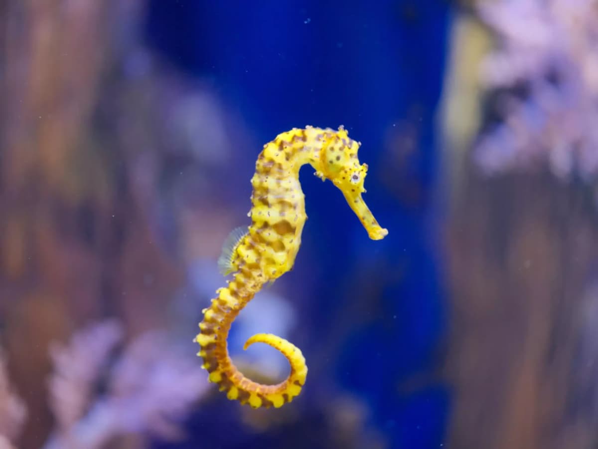 Marine Safari Bali Ticket