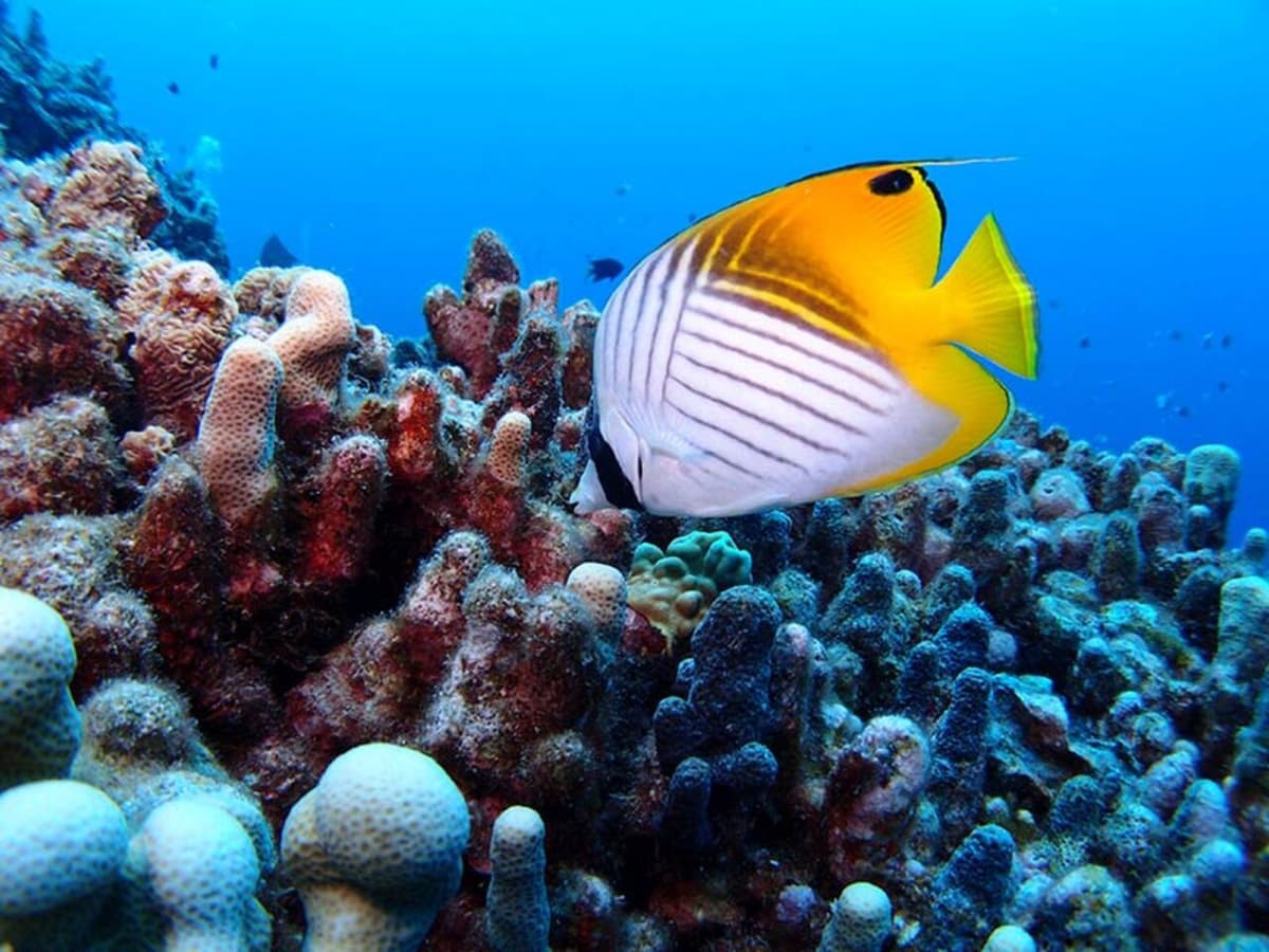 Okinawa Miyakojima Undersea Park