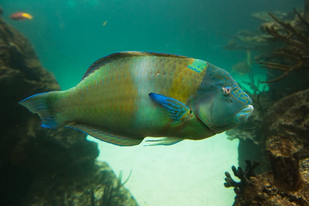New York Aquarium