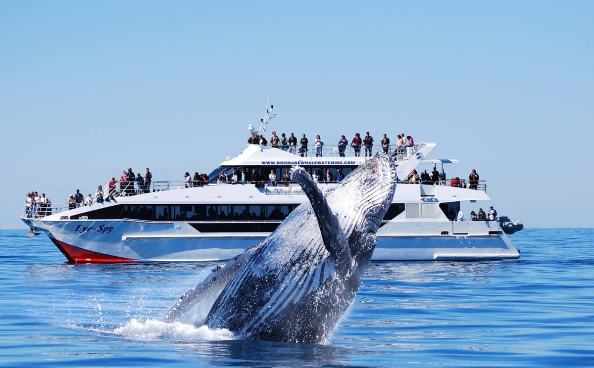 Moreton Bay Whale Watching