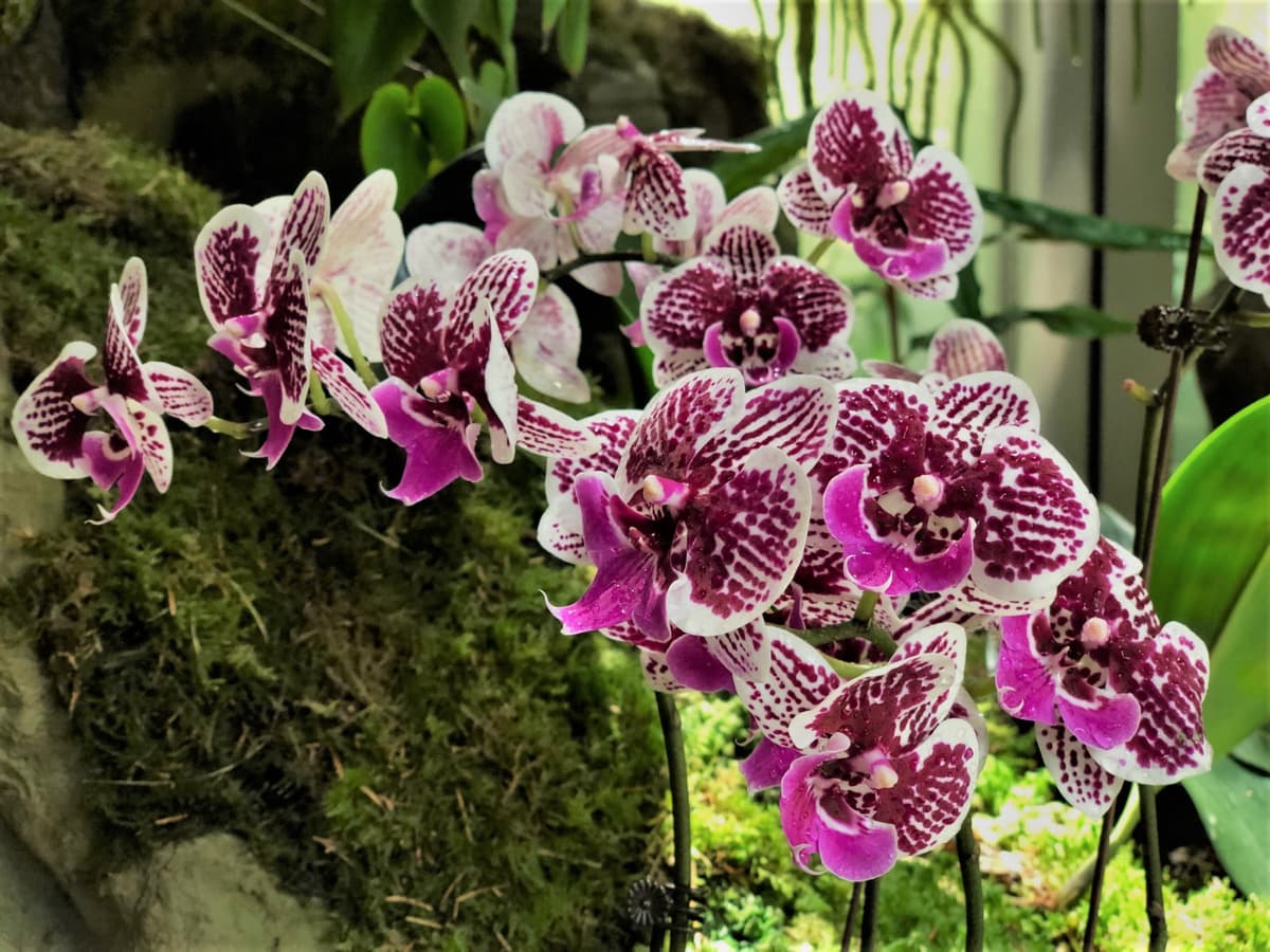 National Orchid Garden Ticket