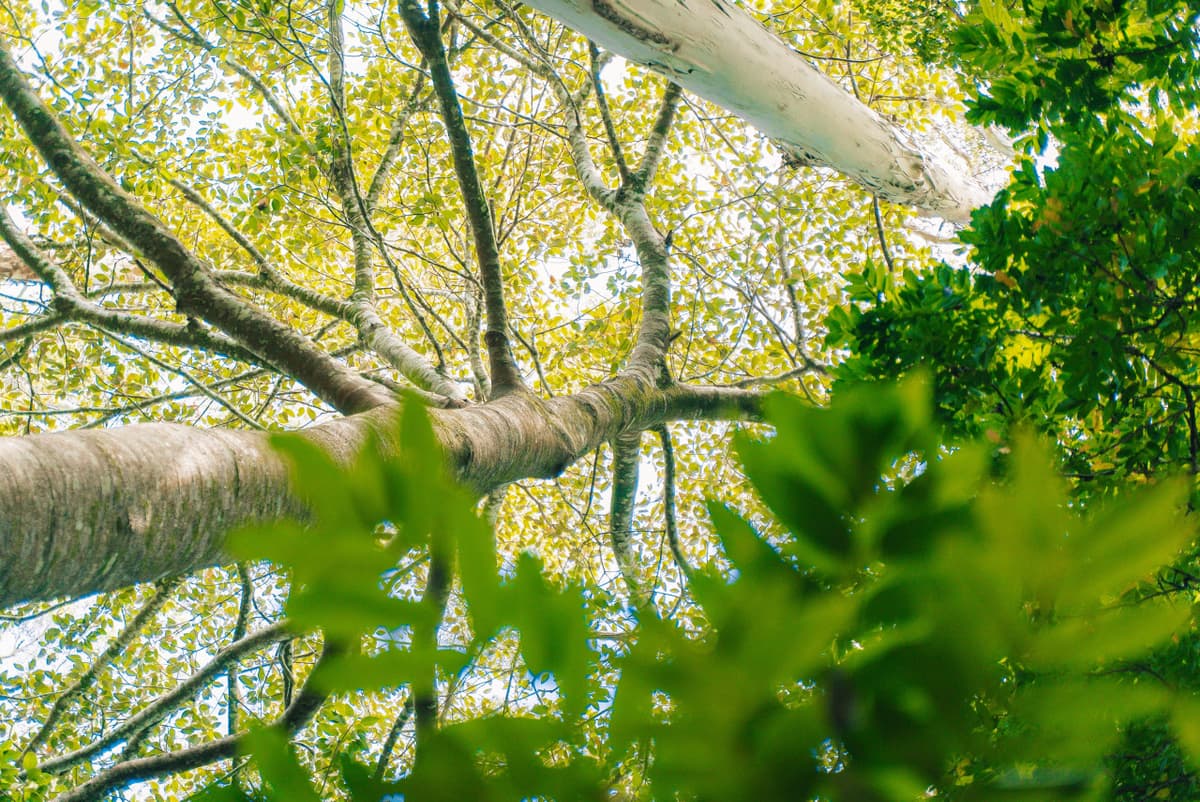 Tamborine Mountain Guided Walk and Wine Tasting Tour