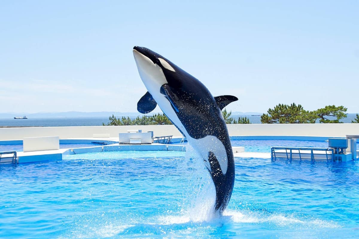 Kobe Suma Sea World Ticket