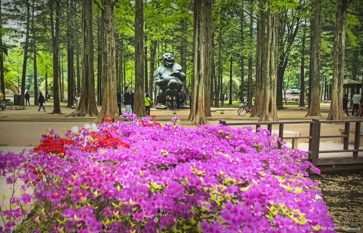 Nami Island, Petite France, Italian Village, and Garden of Morning Calm Tour from Seoul