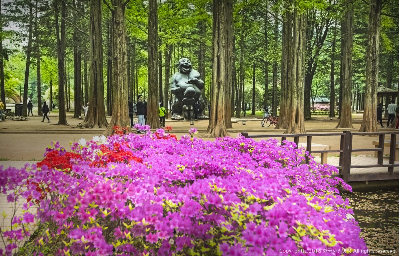 Nami Island, Petite France, Italian Village, and Garden of Morning Calm Tour from Seoul