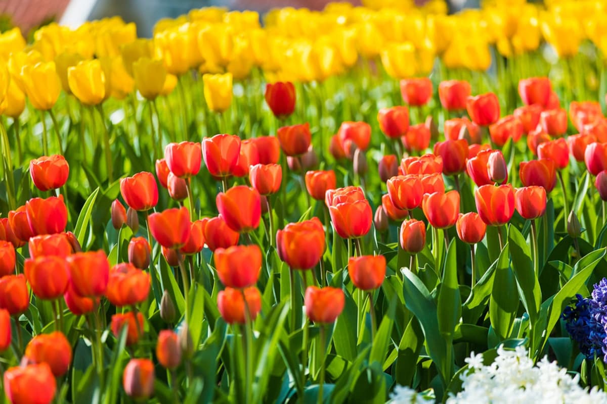 Keukenhof Gardens Ticket with Round Trip Bus Transfer from Amsterdam