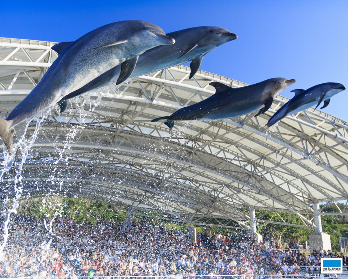 Okinawa Churaumi Aquarium