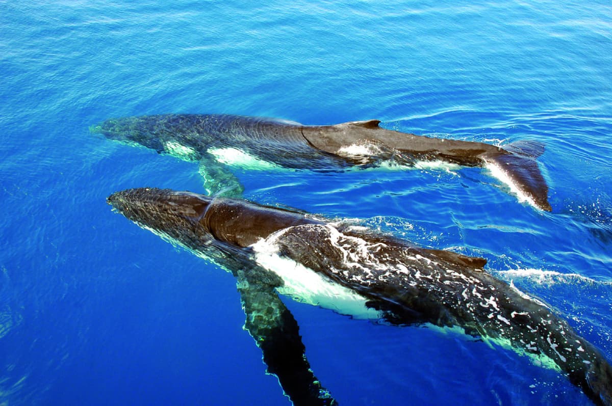 Sydney Whale Watching Cruise