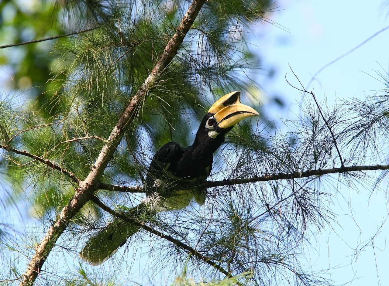 Langkawi Birdwatching Experience with Round Trip Transfer