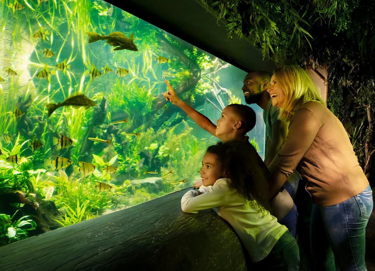 COMBO: London Eye + SEA LIFE London Aquarium Ticket
