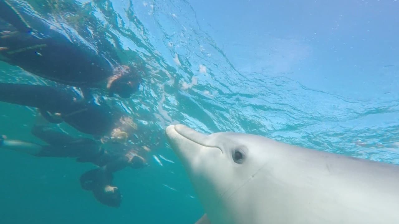 Swim with Wild Dolphins Experience at Rockingham