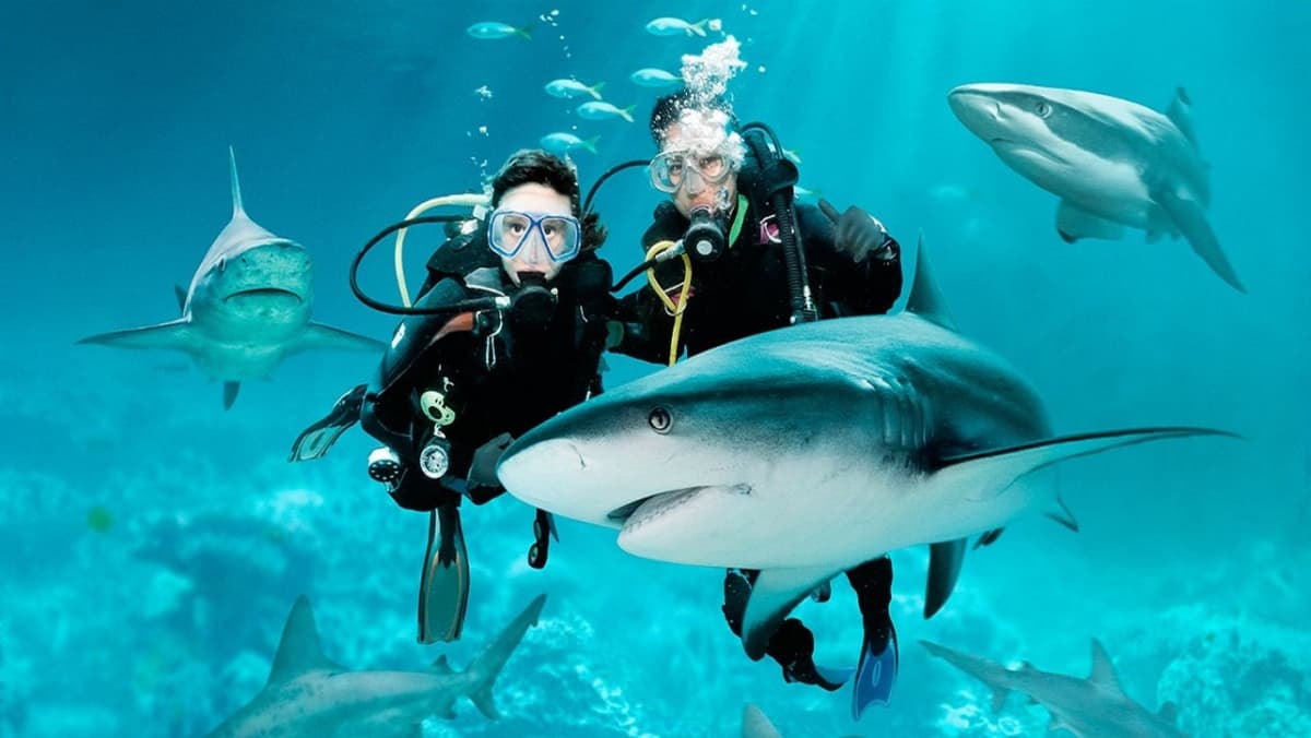 Ultimate Marine Life Experience at Adventure Cove Waterpark