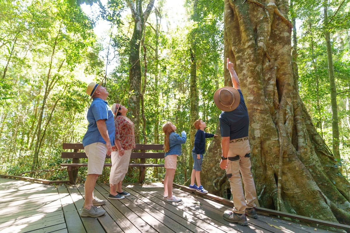 Lamington National Park Tour: O'Reilly's Rainforest Retreat and Canungra Valley Vineyard