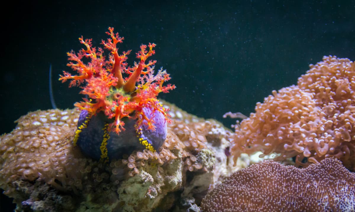 Chiang Mai Zoo Aquarium