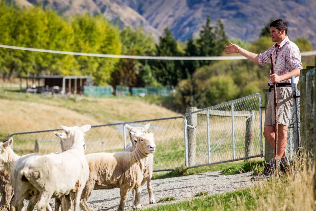 Walter Peak High Country Farm Tour