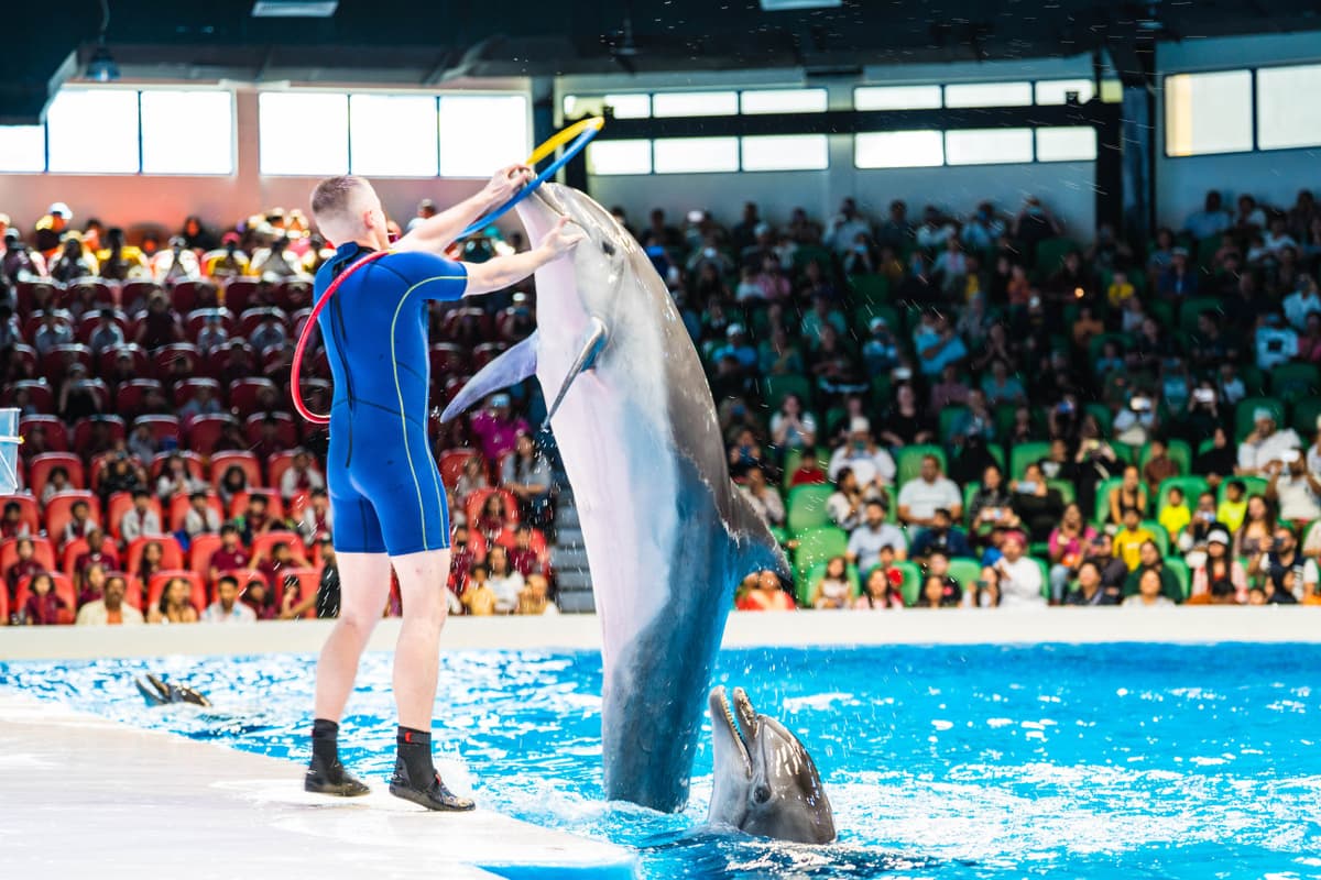 Dubai Dolphinarium Ticket