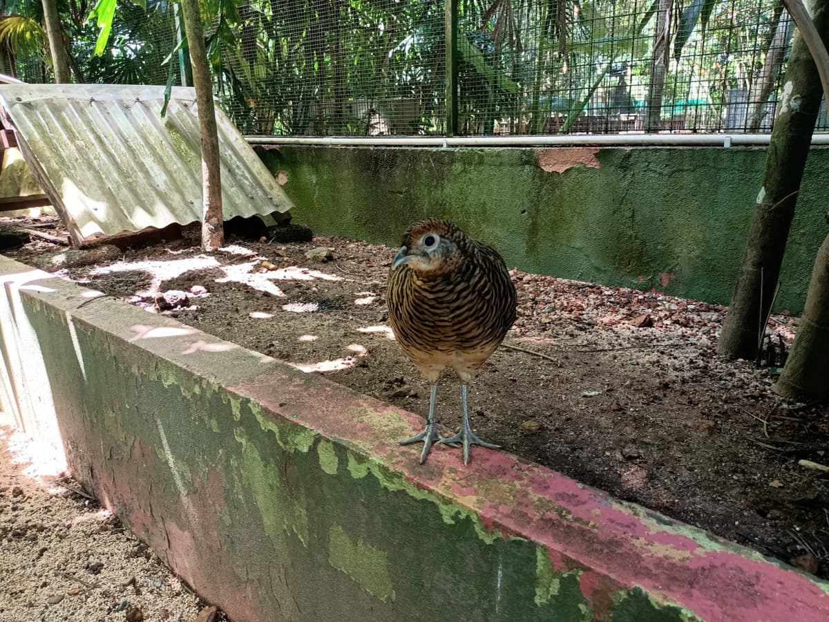 Langkawi Wildlife Park