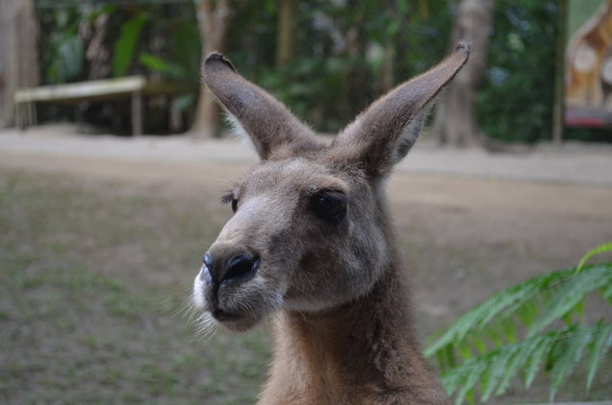 Kuranda Koala Gardens