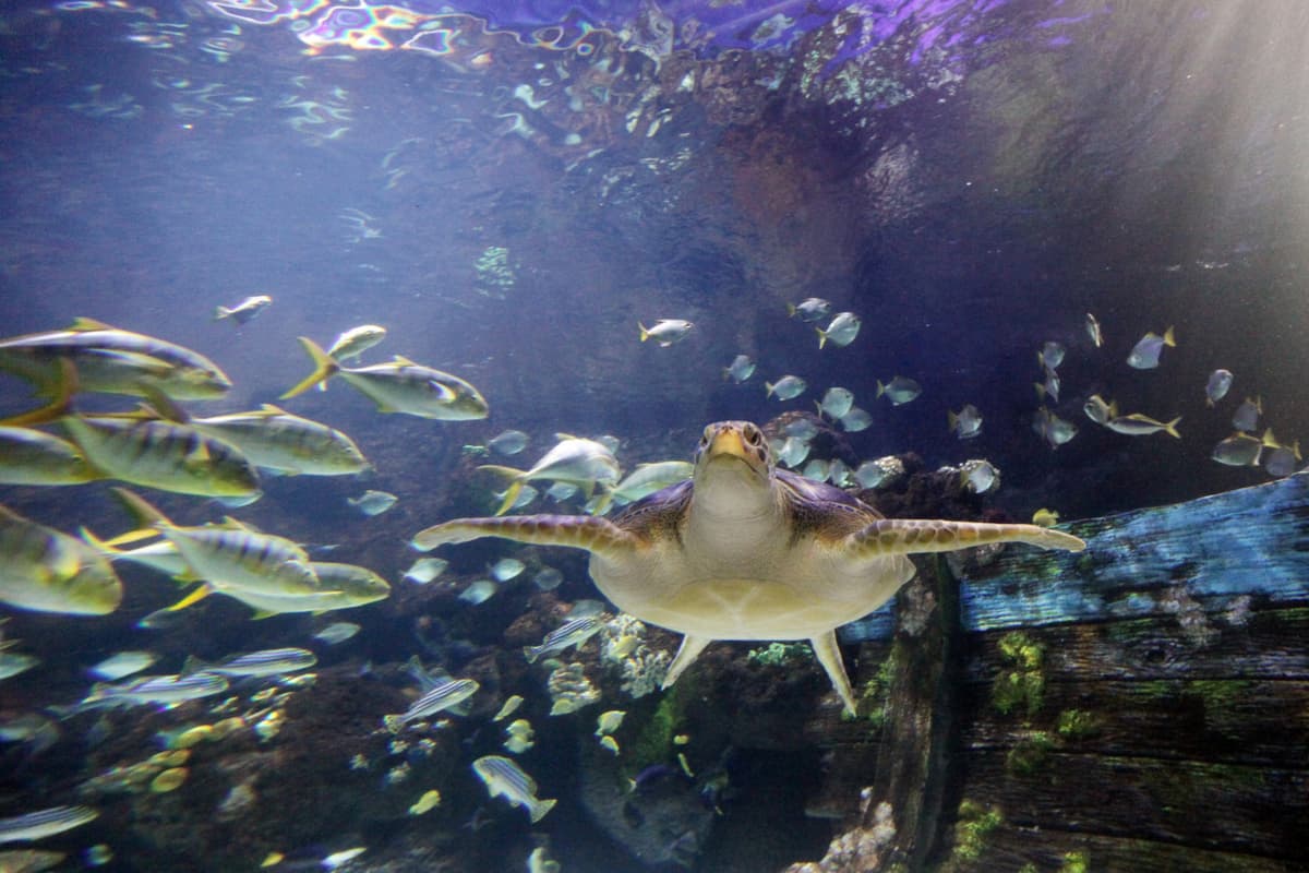 SEA LIFE Timmendorfer Strand Aquarium Ticket