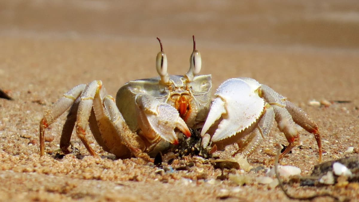 Gold Coast Crab Catching Cruise