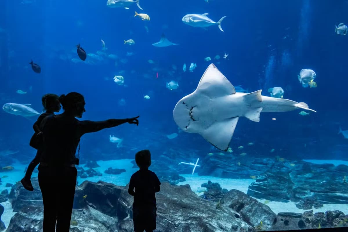 Georgia Aquarium: Fast Track Ticket