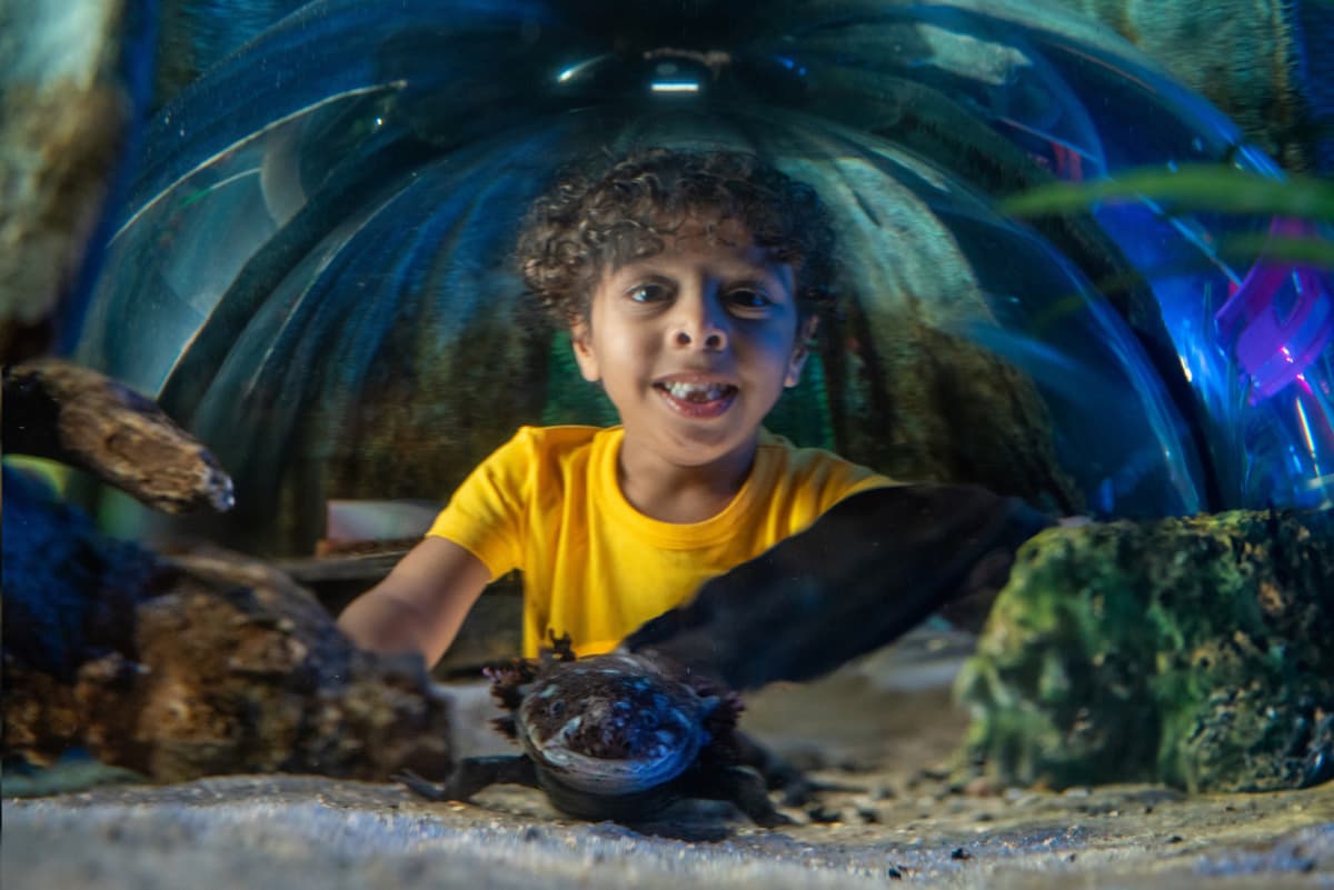 COMBO: The Orlando Eye + Madame Tussauds Orlando + SEA LIFE Orlando Aquarium Ticket