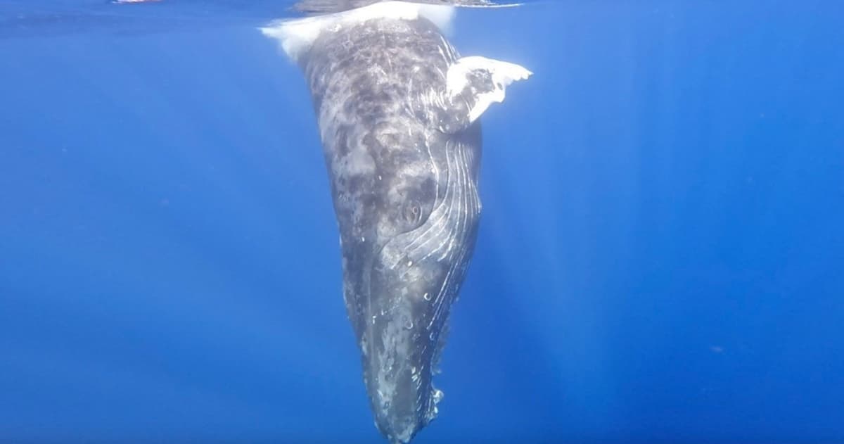 Waikiki Private Whale Watching Cruise