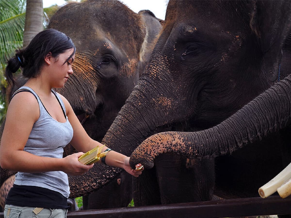 Mason Elephant Park Bali by Mason Adventures (Formerly known as Elephant Safari Park)