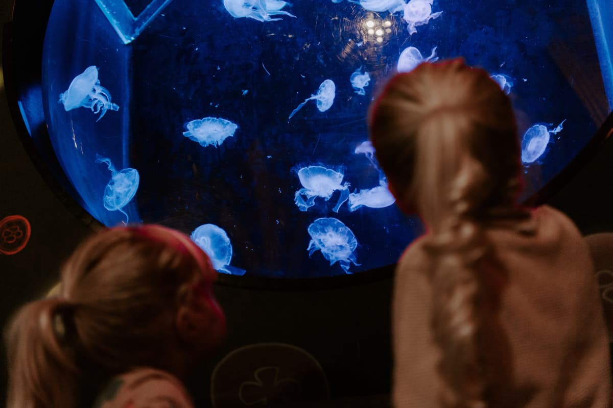 SEA LIFE Brighton Ticket