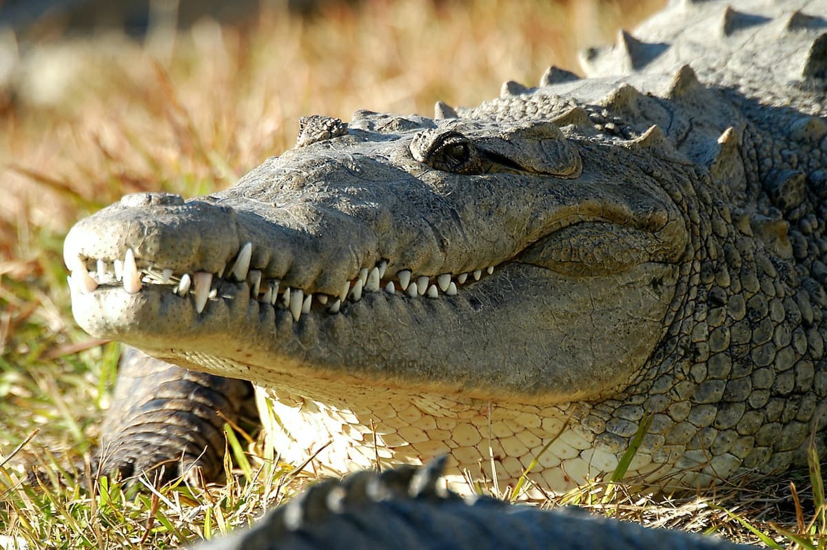 Gatorland Orlando
