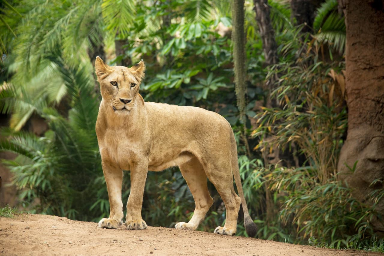 Loro Parque Ticket