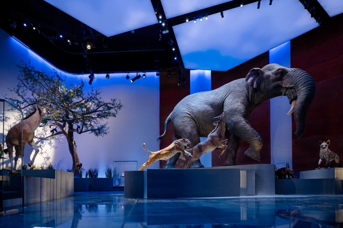 Natural History Museum Abu Dhabi Ticket