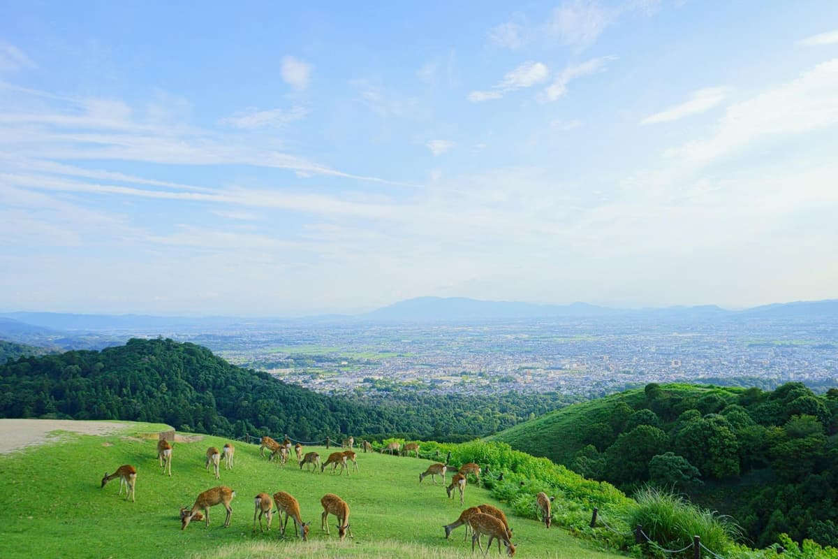 Kyoto and Nara Tour from Osaka