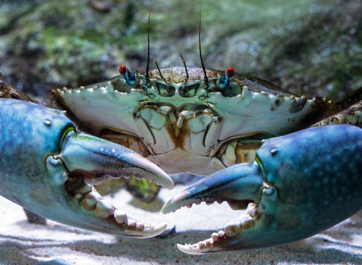 Gold Coast Crab Catching Cruise