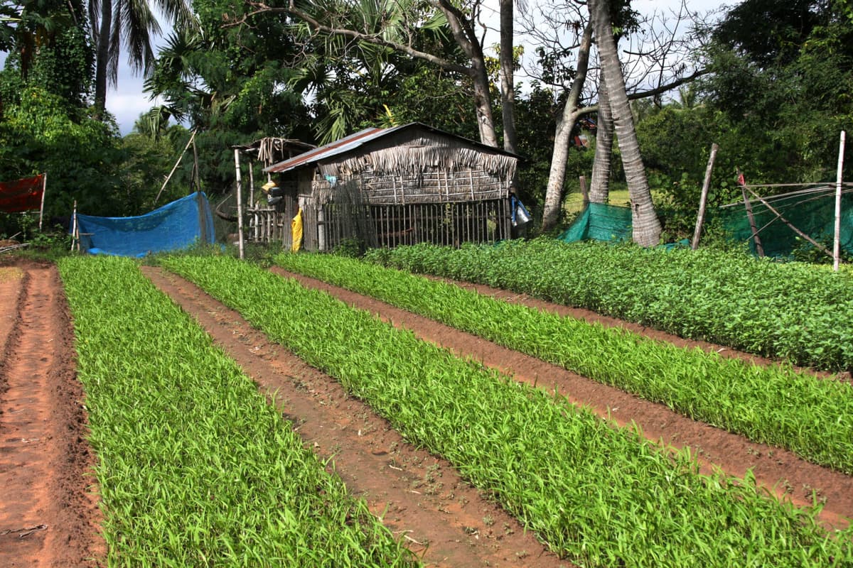 Treak Village Tour with Khmer Cooking Class