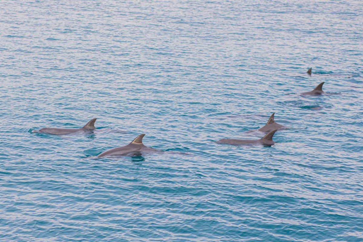 Raya Noi, Raya Yai, and Maiton Island Snorkelling Tour from Phuket