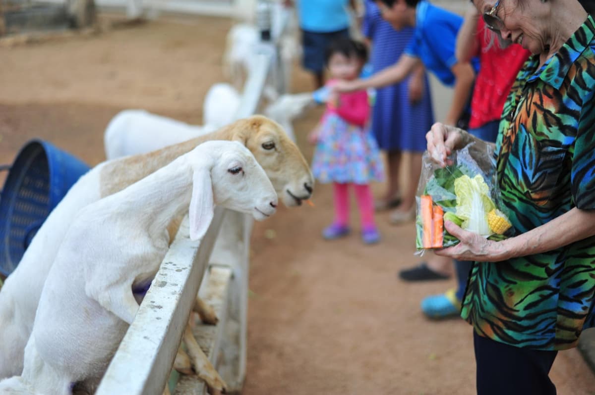 Pattaya Sheep Farm