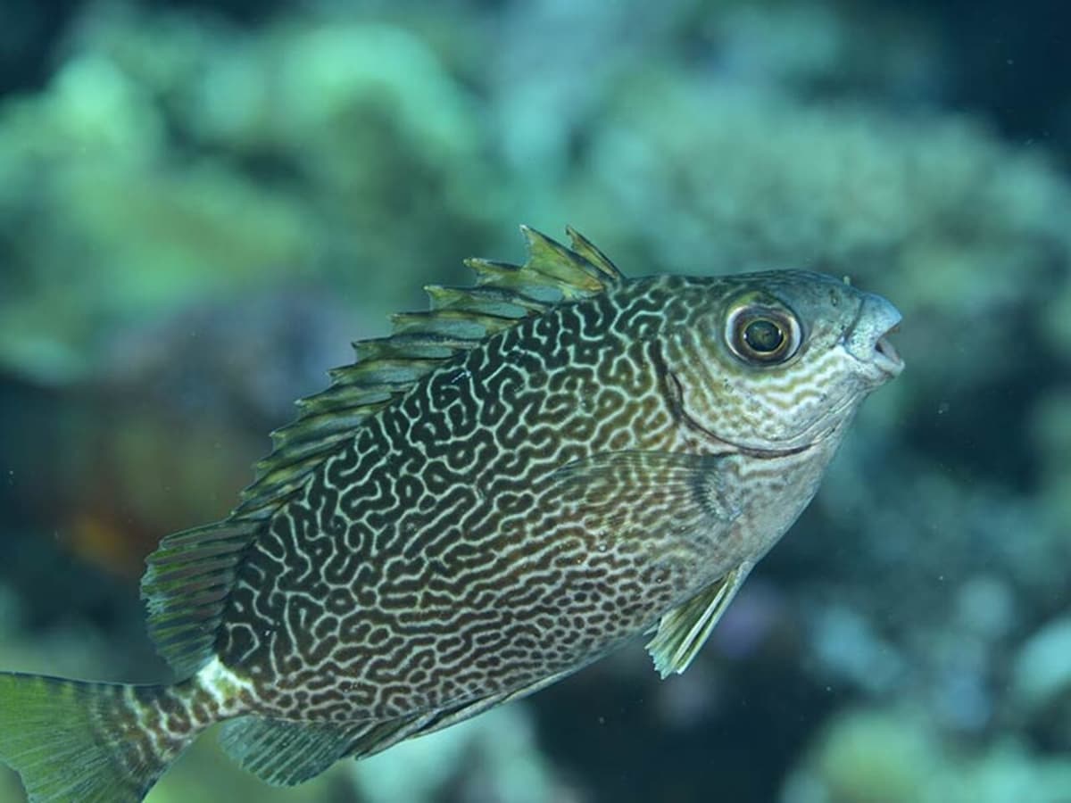 Okinawa Miyakojima Undersea Park