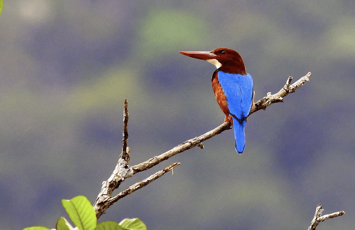 Desaru Coast Birdwatching Experience