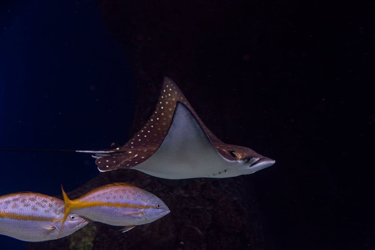 The Florida Aquarium Ticket