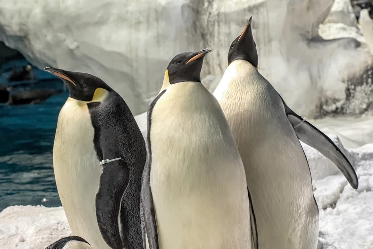 SeaWorld San Diego Ticket: Direct Entry