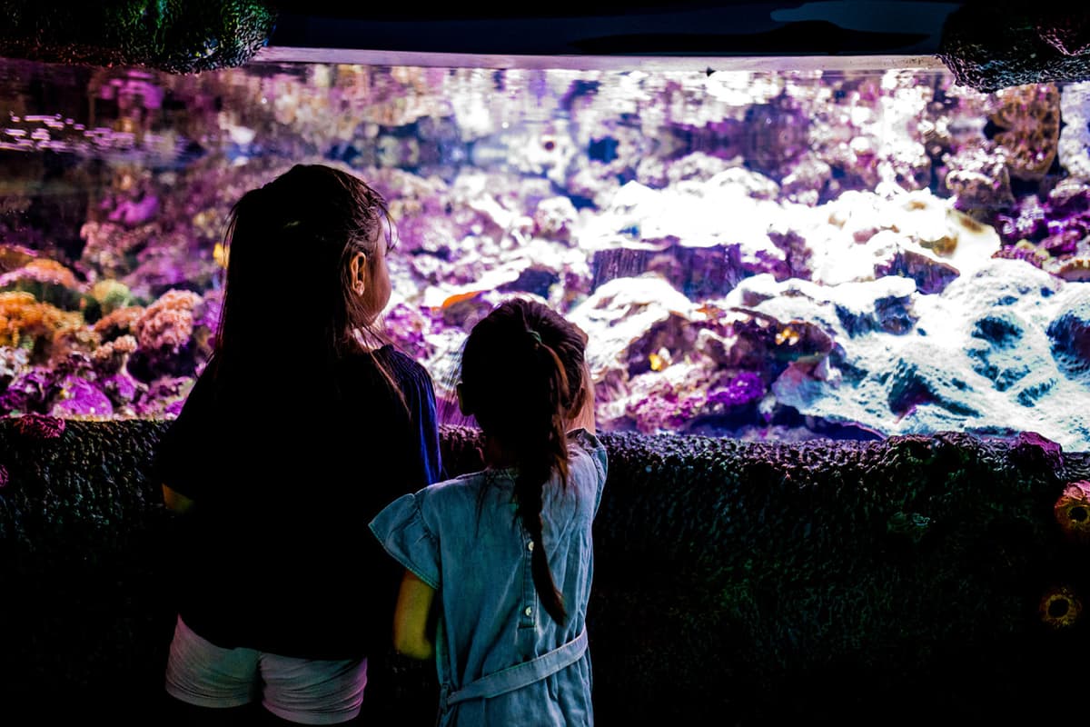 Sydney Multi-Attraction Pass