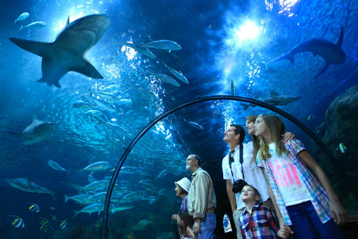 Loro Parque Ticket