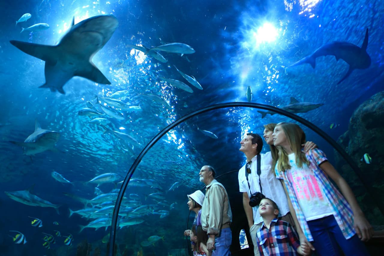 Loro Parque Ticket