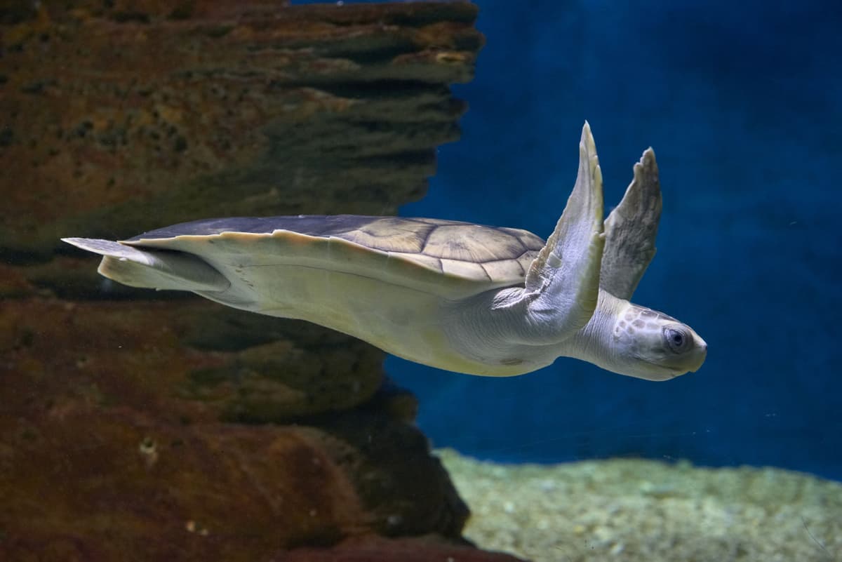 SEA LIFE Melbourne Aquarium Direct Entry Ticket