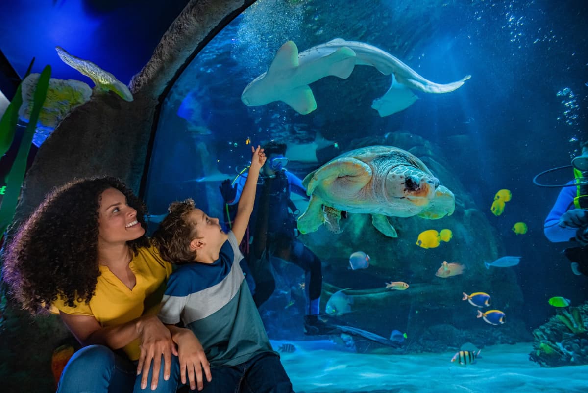 SEA LIFE Orlando Aquarium Ticket